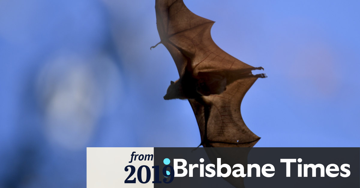 Fruit bats likely culprits of Queensland power mystery